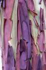 USA, Washington State, Anacortes. Madrones tree bark at Cap Sante Park Abstract Art Print